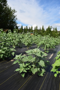 plantside