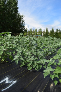 plantside