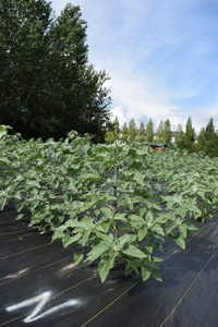 plantside