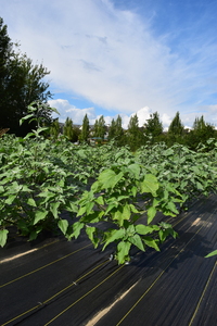 plantside
