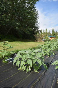 plantside