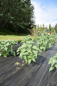 plantside