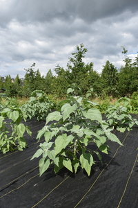 plantside