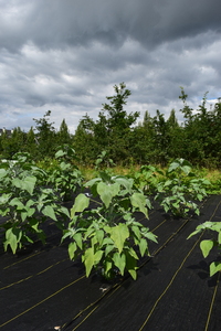 plantside