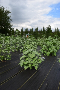 plantside