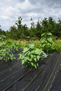 plantside