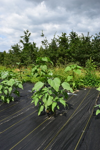 plantside