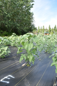 plantside