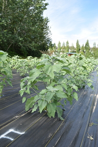 plantside
