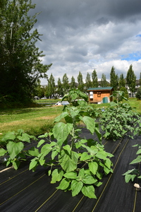 plantside
