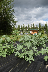 plantside