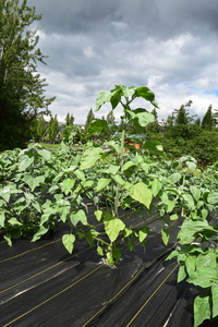 plantside