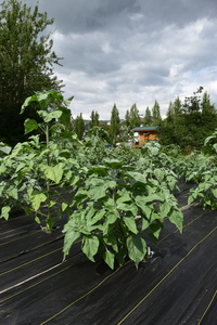 plantside