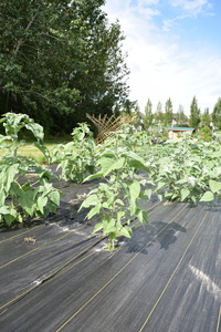 plantside