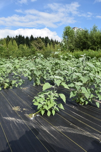 plantside