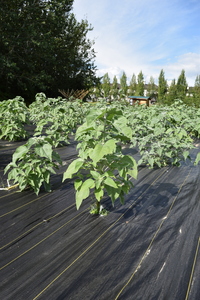 plantside