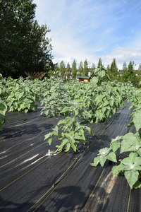 plantside