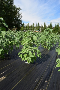 plantside
