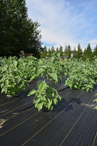 plantside