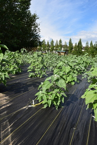 plantside