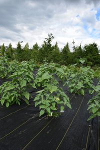 plantside
