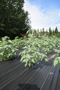 plantside