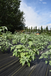 plantside