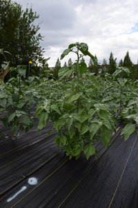 plantside