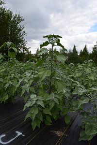 plantside