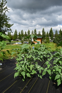plantside