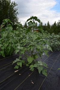 plantside