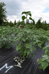 plantside