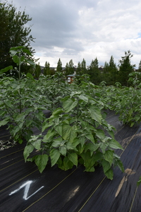 plantside