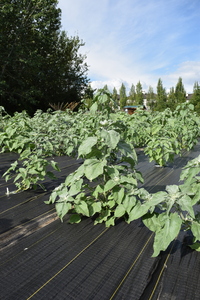 plantside