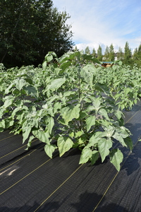 plantside