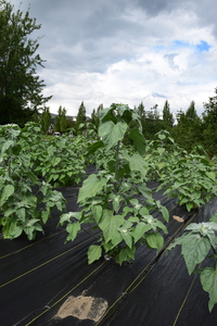plantside