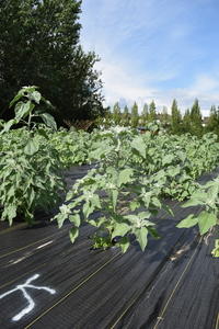 plantside