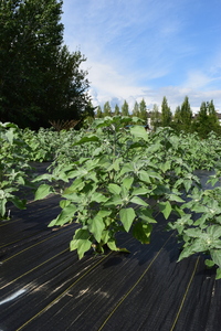 plantside