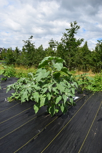 plantside