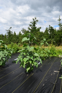 plantside