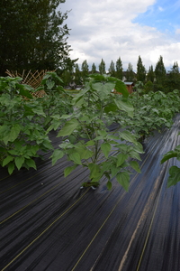 plantside