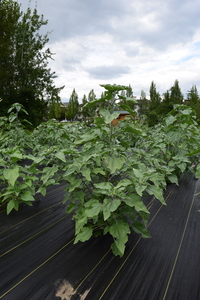 plantside