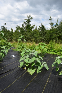 plantside
