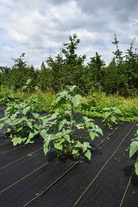 plantside