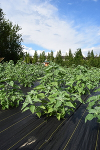 plantside