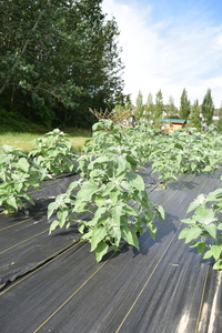 plantside