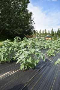 plantside