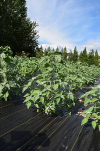 plantside