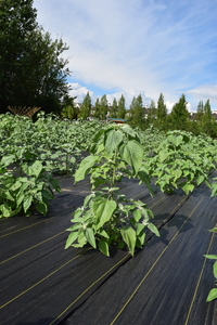 plantside
