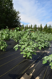 plantside